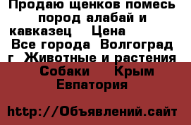 Продаю щенков помесь пород алабай и кавказец. › Цена ­ 1 500 - Все города, Волгоград г. Животные и растения » Собаки   . Крым,Евпатория